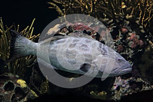 Black grouper photo