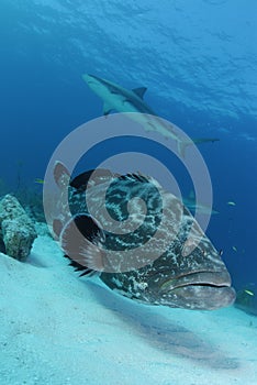 Black Grouper and Caribbean Reef Shark