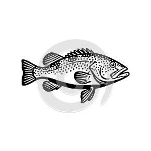 black grouper fish line art