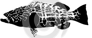 Black grouper - fish vector photo