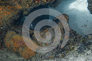 A Black Grouper (Mycteroperca bonaci) in Cozumel