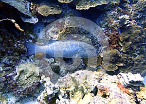 A Black Grouper sitting amongst the coral reef photo