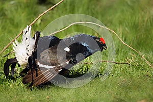 The black grouse or blackgame or blackcock Tetrao tetrix, male at mating call in the green grass