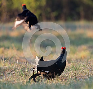 The Black Grouse or Blackgame (Tetrao tetrix).