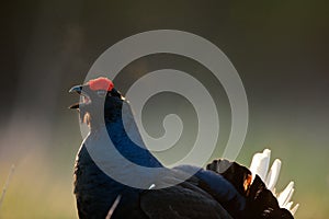 The Black Grouse or Blackgame (Tetrao tetrix).