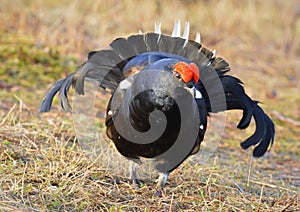 The Black Grouse or Blackgame (Tetrao tetrix).