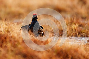 Black grouse on the bog meadow. Lekking nice bird Grouse, in marshland, Finland. Spring mating season in the nature. Wildlife
