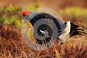 Black grouse on the bog meadow. Lekking nice bird Grouse, Tetrao tetrix, in marshland, Sweden. Spring mating season in the nature.