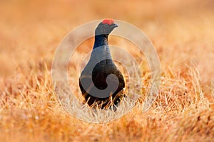 Černý tetřívek na bažina louka. pták tetřívek, v bažina švédsko. jaro páření sezóna v příroda 