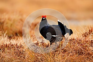 Black grouse on the bog meadow. Lekking nice bird Grouse, Tetrao tetrix, in marshland, Sweden. Spring mating season in the nature.