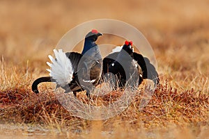 Black grouse on the bog meadow. Lekking nice bird Grouse, Tetrao tetrix, in marshland, Sweden. Spring mating season in the nature.