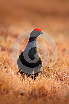 Black grouse on the bog meadow. Lekking nice bird Grouse, Tetrao tetrix, in marshland, Sweden. Spring mating season in the nature.