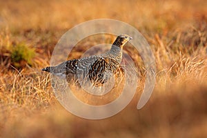 Black grouse on the bog meadow. Lekking nice bird Grouse, Tetrao tetrix, in marshland, Sweden. Spring mating season in the nature.