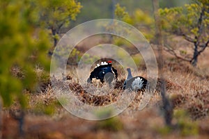 Black grouse on the bog meadow. Lekking nice bird Grouse, Tetrao tetrix, in marshland, Sweden. Spring mating season in the nature.