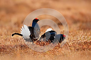 Black grouse on the bog meadow. Lekking nice bird Grouse, Tetrao tetrix, in marshland, Sweden. Spring mating season in the nature.