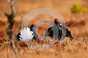 Black grouse on the bog meadow. Lekking nice bird Grouse, Tetrao tetrix, in marshland, Sweden. Spring mating season in the nature.