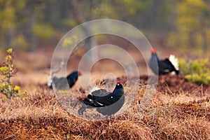 Black grouse on the bog meadow. Lekking nice bird Grouse, Tetrao tetrix, in marshland, Sweden. Spring mating season in the nature.