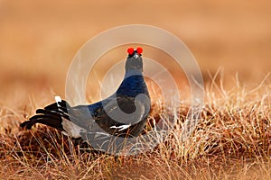 Black grouse on the bog meadow. Lekking nice bird Grouse, Tetrao tetrix, in marshland, Sweden. Spring mating season in the nature.