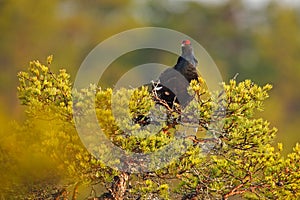 Black grouse on the bog meadow. Lekking nice bird Grouse, Tetrao tetrix, in marshland, Sweden. Spring mating season in the nature