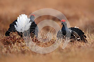 Black grouse on the bog meadow. Lekking nice bird Grouse, Tetrao tetrix, in marshland, Sweden. Spring mating season in the nature