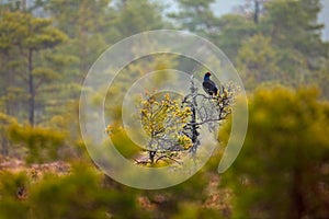 Black grouse on the bog meadow. Lekking nice bird Grouse, Tetrao tetrix, in marshland, Sweden. Spring mating season in the nature