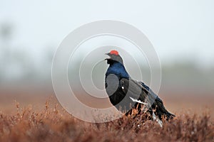 Black grouse call