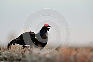 Black Grouse calling