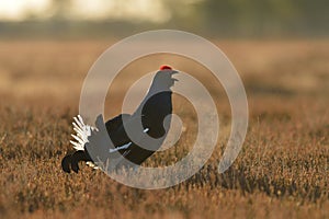 Black grouse calling