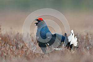 Black grouse calling