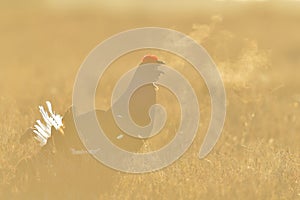 Black Grouse calling