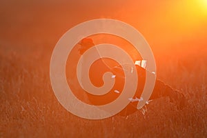 Black Grouse calling