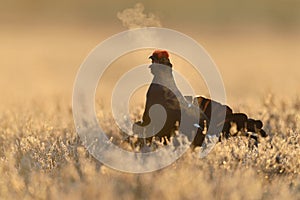 Black grouse calling