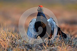 Black grouse calling