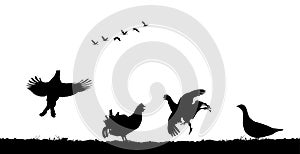 Black grouse cocks jump in field. Vector silhouette