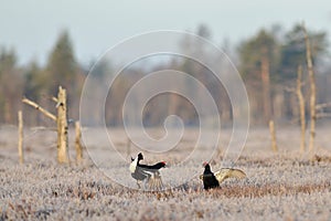 Black Grouse fight