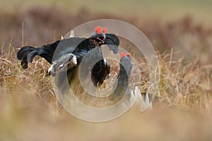 Black grouse fight