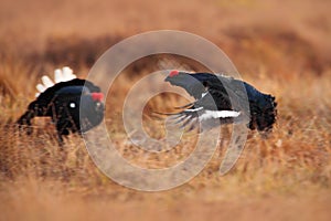 Black grouse fight on the bog meadow. Lekking nice bird Grouse, Tetrao tetrix, in marshland, Finland. Spring mating season in the