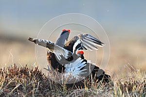 Black grouse fight