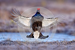 Black grouse fly in cold morning. Nice bird Grouse, Tetrao tetrix, in marshland, Finland. Spring mating season in the nature.