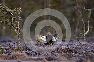 Black grouse fly in cold morning. Nice bird Grouse, Tetrao tetrix, in marshland, Finland. Spring mating season in the nature.