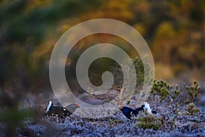 Black grouse fly in cold morning. Nice bird Grouse, Tetrao tetrix, in marshland, Finland. Spring mating season in the nature.