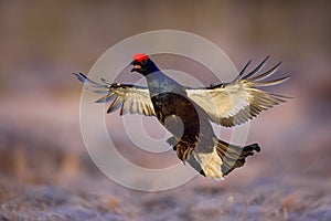 Black grouse fly in cold morning. Nice bird Grouse, Tetrao tetrix, in marshland, Finland. Spring mating season in the nature.