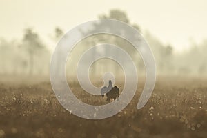 Black grouse jumping