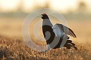 Black grouse jumping