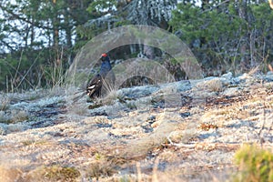 Black grouse lek mating