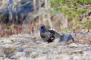 Black grouse lek mating