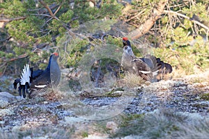 Black grouse lek mating