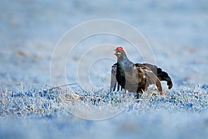 The black grouse - Lyrurus tetrix, also known as northern black grouse, Eurasian black grouse, blackgame or blackcock