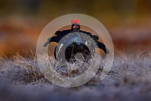 Black Grouse, Lyrurus tetrix, lekking nice black bird with red cap in marshland, animal in the nature forest habitat, Finland.