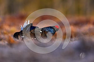 Black Grouse, Lyrurus tetrix, lekking nice black bird with red cap in marshland, animal in the nature forest habitat, Finland.